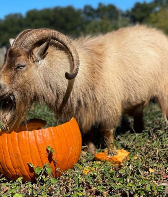 Pumpkin Apple Milk Bar