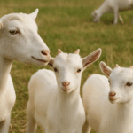 From pasture to purity: Where your skincare journey begins
